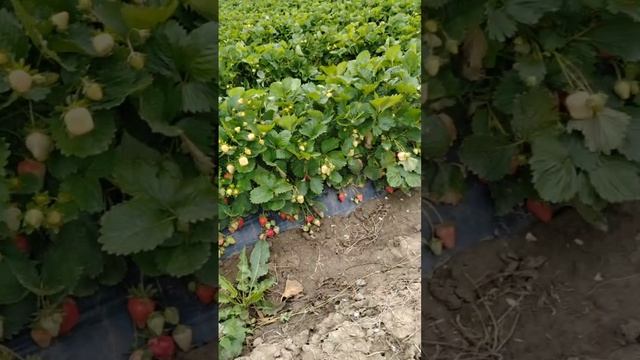 10 тонн клубники за день. Обзор и уборка клубники сорт априка. Кубань