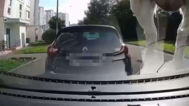 🐐Очередная жертва бутовских коз🐐