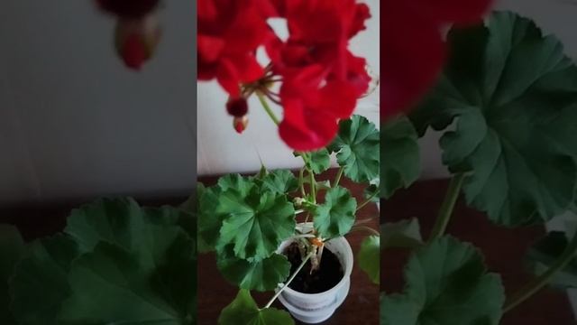 герань с музыкой