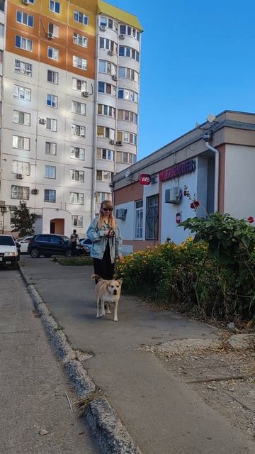 Семейный метис лабрадора Пузик ищет дом❤️