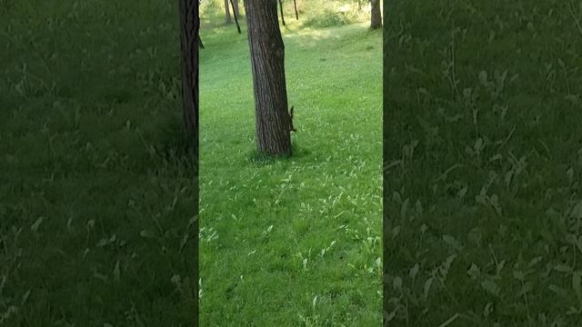 VID_20250607_082626.mp4