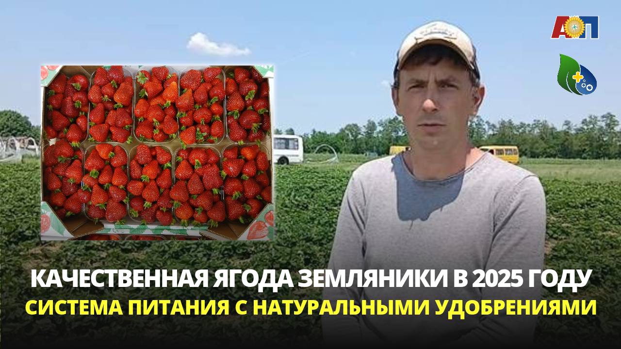 Земляника с применением натуральных удобрений линии ПРК "Белый Жемчуг" в р. Адыгея. Отзыв клиента