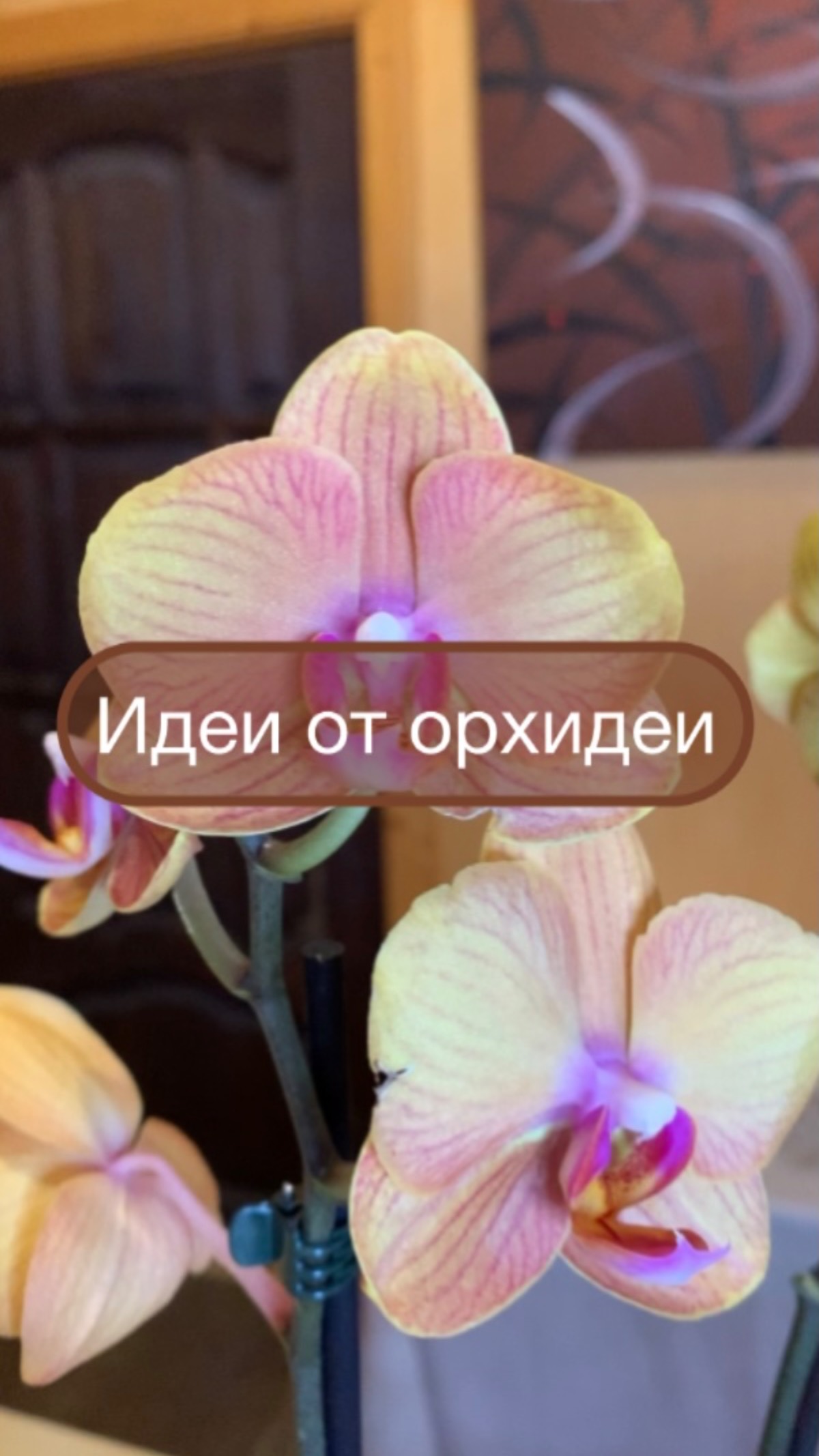 Идеи от орхидеи