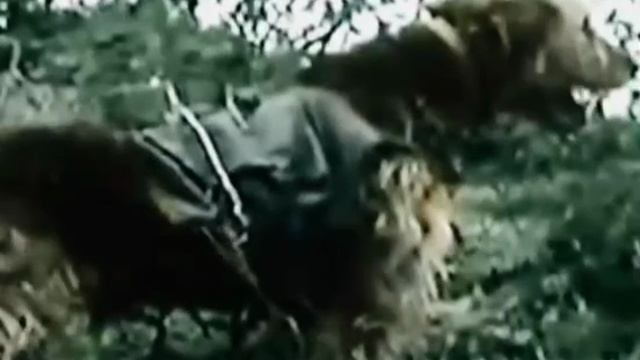 1000025045.mp4