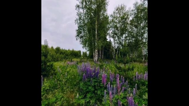 прогулка в Муром 7 июня