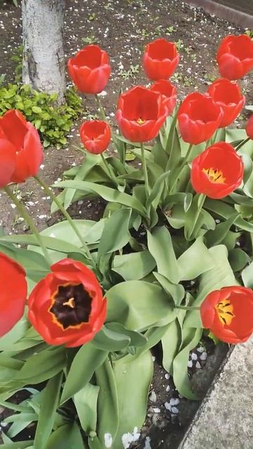 #shorts                                             Beautiful red tulips/ Красивые красные тюльпаны