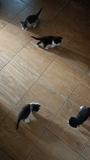 Три кота и одна кошечка.