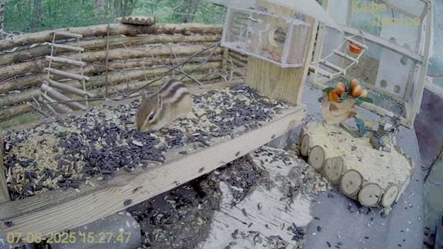 Бурундуку понравилось кушать- все разбежались и он опять прибежал