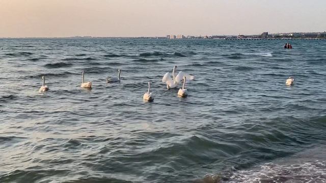 06.06.2025 Анапа вечер