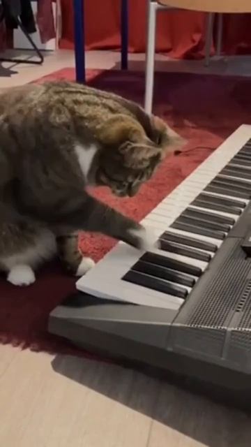 Котейка - музыкант 🎹