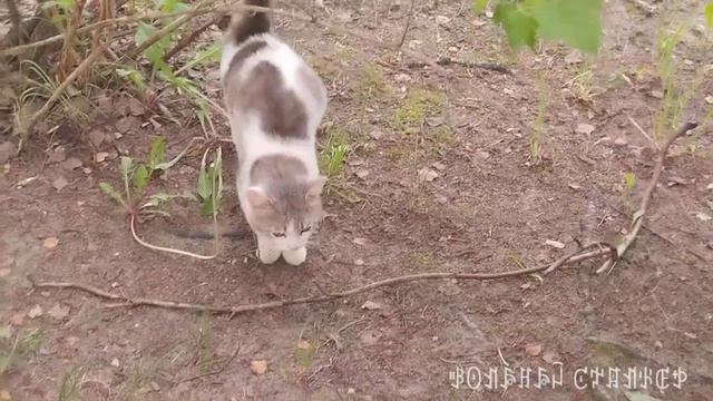 Томас гуляет у подъезда