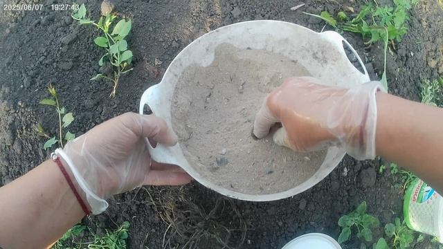 Борьба с вредителями капусты.
