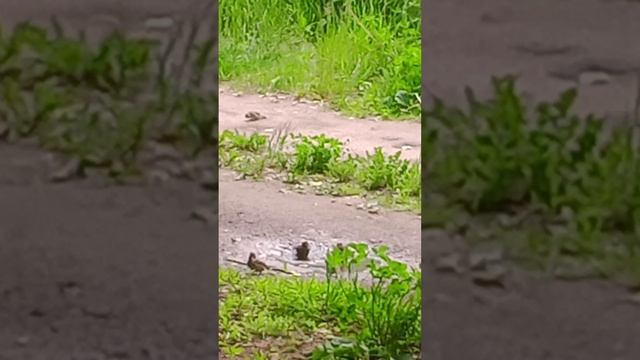 банный день у воробеек