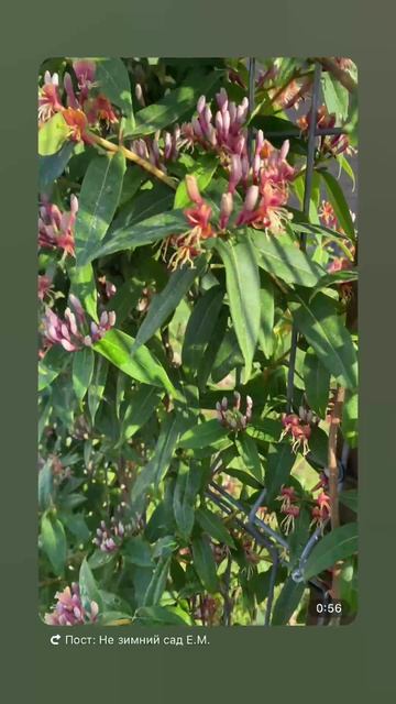 Жимолость Генри (Lonicera henryi)