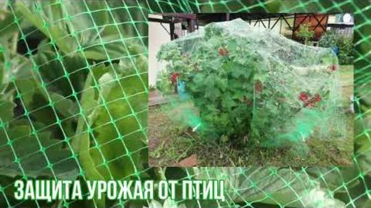 Сетка от птиц для клубники: как защитить урожай в 2025 году