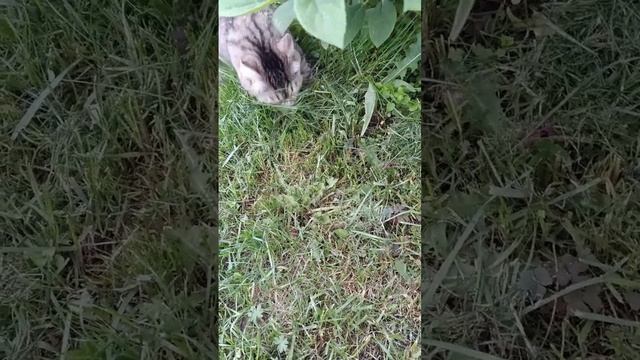 Муськина добыча
