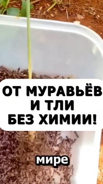 От муравьев и тли, сделай это средство #огород #сад #дача #вредители #муравьи #тля