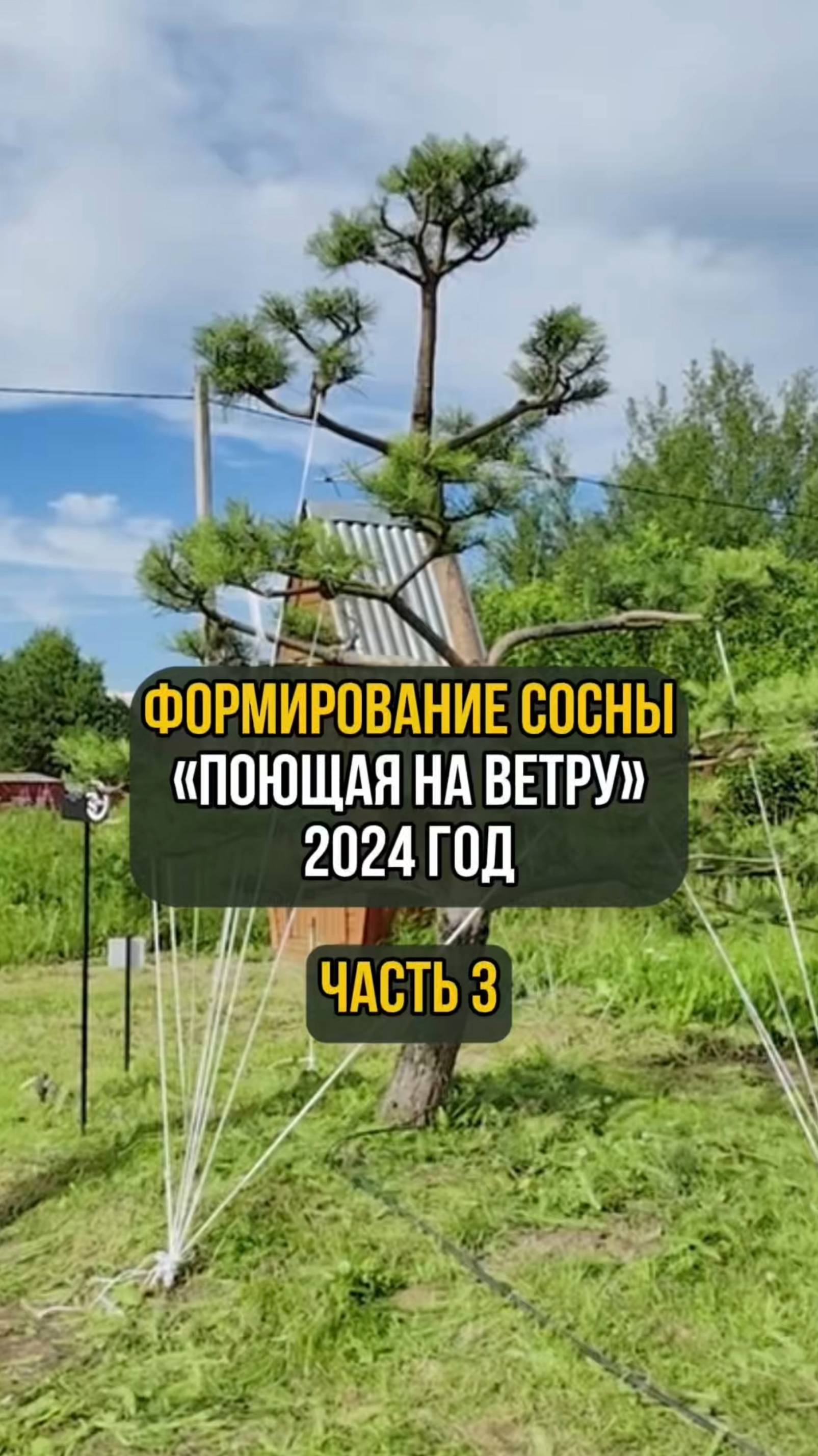 Формирование сосны "Поющая на ветру" 2024 год. Часть 3