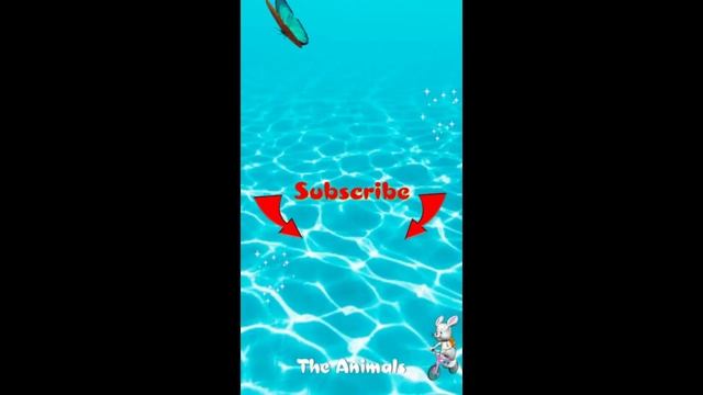 Приколы с животными!