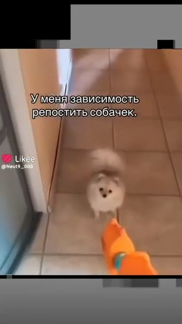 Немецкий шпиц