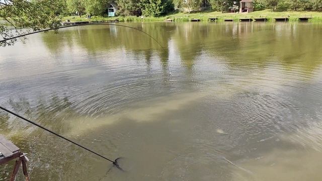 Светлые Горы Карп3 07.06.2025г.