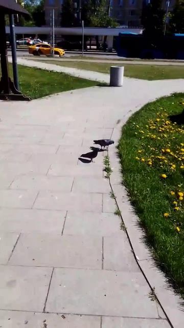 Голуби в погожий летний день