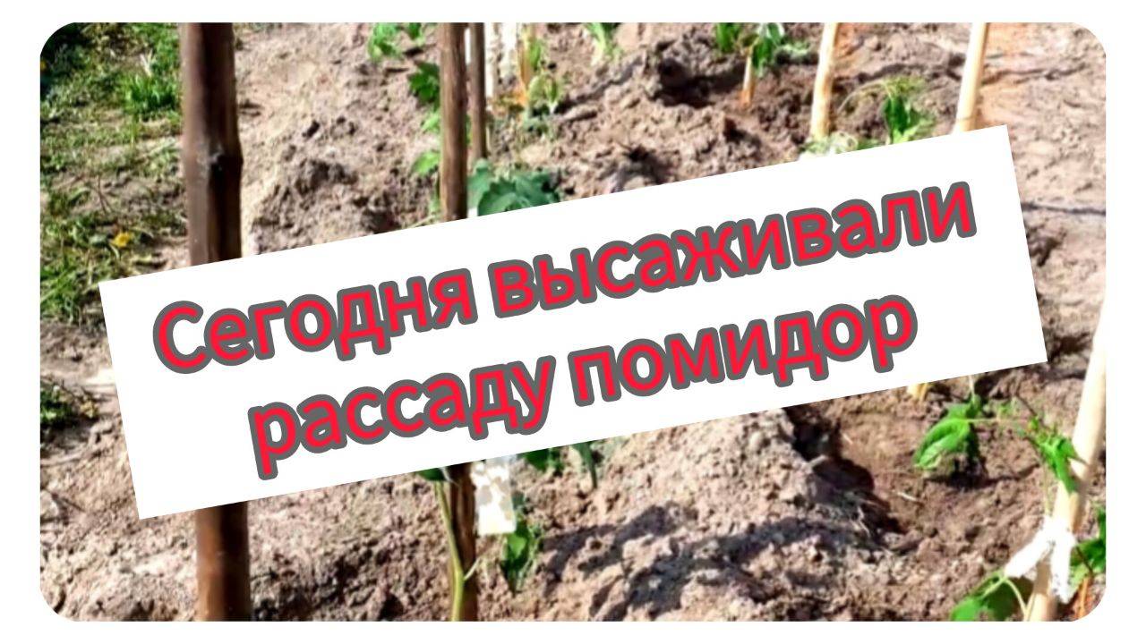 Сегодня высаживали рассаду помидор