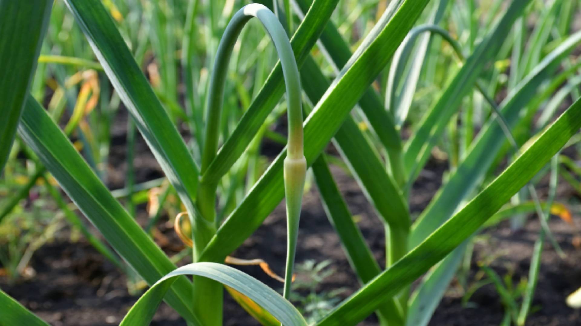 ЧЕСНОК ВЫБРОСИЛ СТРЕЛКУ: Вносим ФИНИШНУЮ ПОДКОРМКУ. Чеснок начинает формировать КРУПНЫЕ ГОЛОВКИ