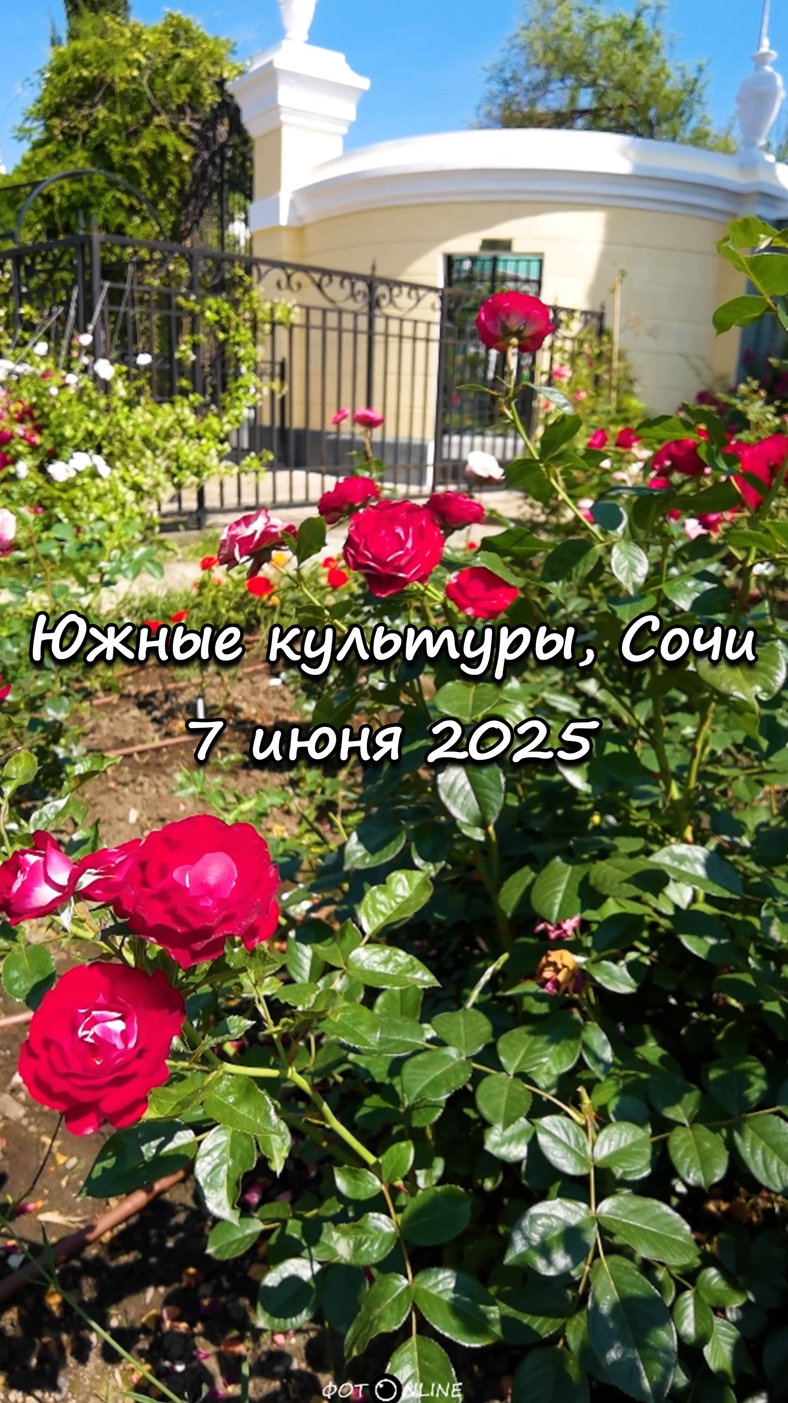 Парк Южные культуры, Сириус, Сочи. 7 июня 2025