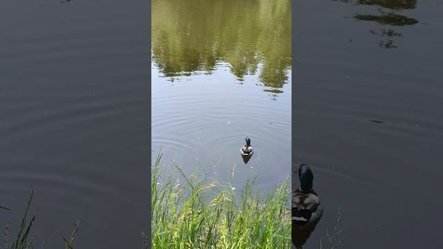 1000072631.mp4