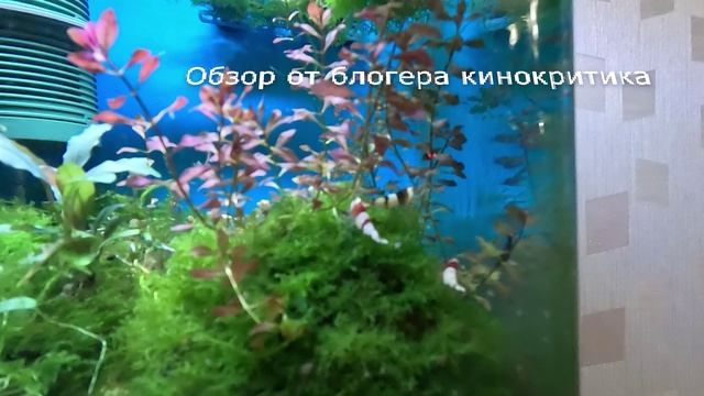 Креветки вишни и кристаллы живут вместе.