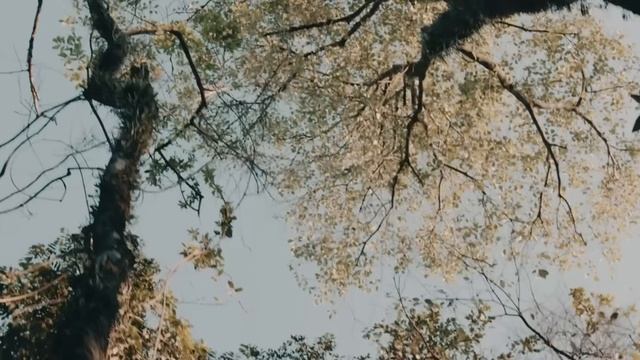 TNT Records - Cosmos