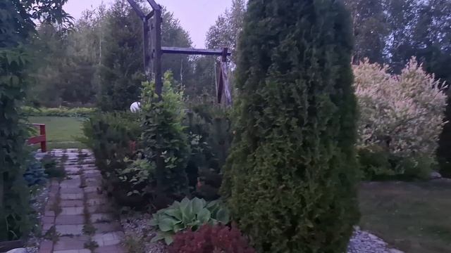 На дачу. Скумпия жива. Завязались томаты.