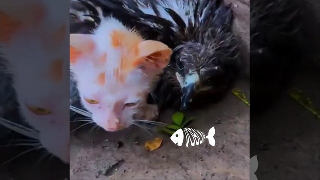 Раненый, голодный и замёрзший ястреб согревает и защищает маленького котёнка...