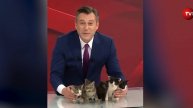 Ведущий теленовостей в Турции принёс в студию пятерых котят (видео) / События на ТВЦ