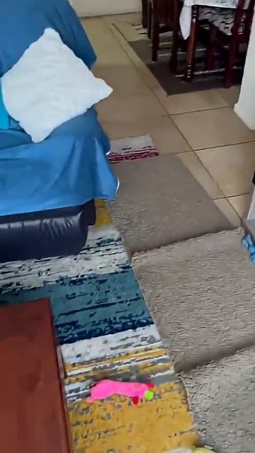 Попробуй догони!/Try to catch up! #animals #yorkshire #dog