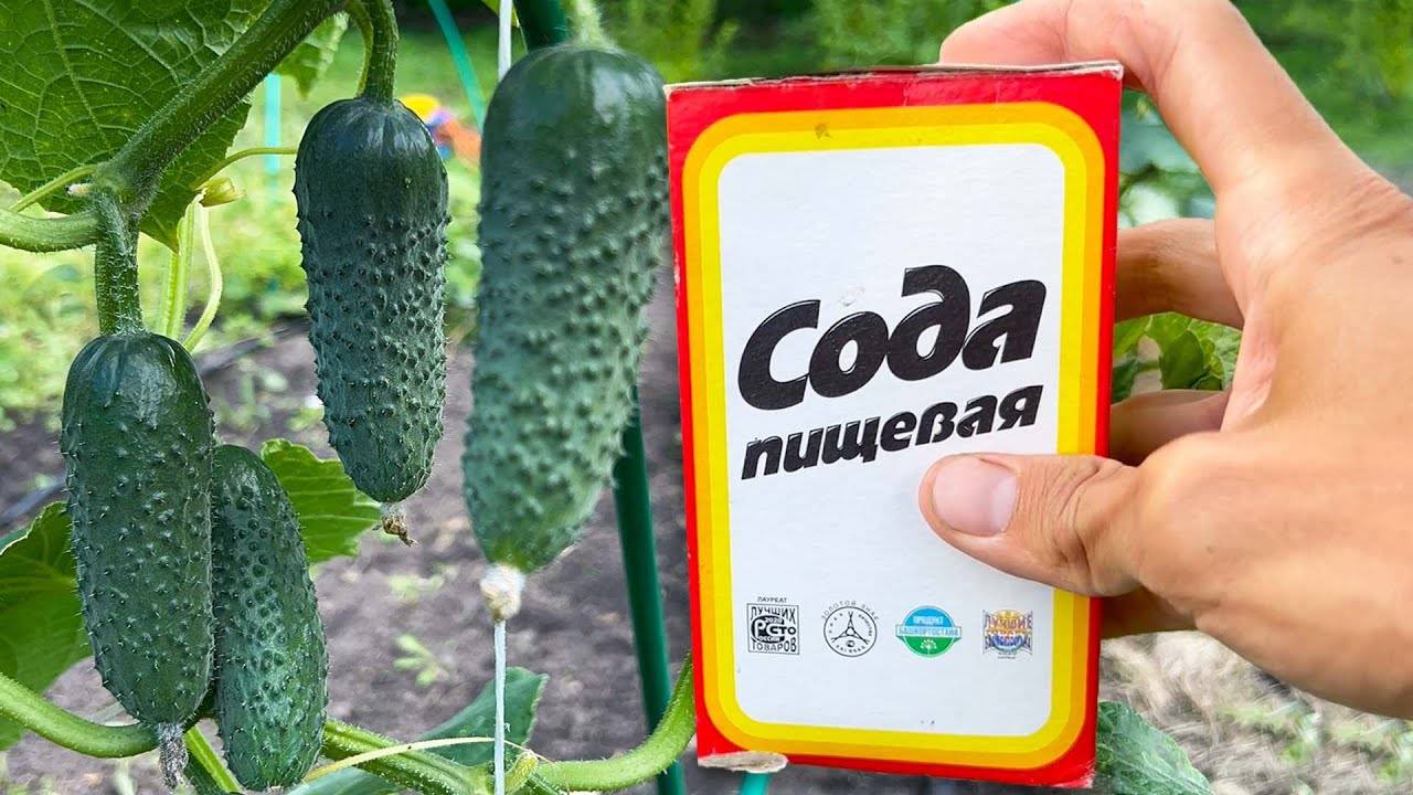 Как сода помогает огурцам и томатам плодоносить без перерыва до осени!