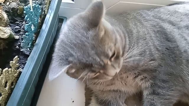 Кисевинка!😺🐈⬛🐈