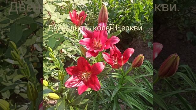 Эразм Приближанский. Двенадцать колен Церкви