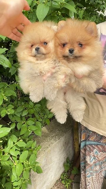 Померанский шпиц мини щенки