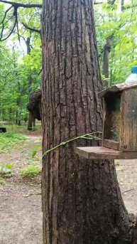 Орешки для Белочка