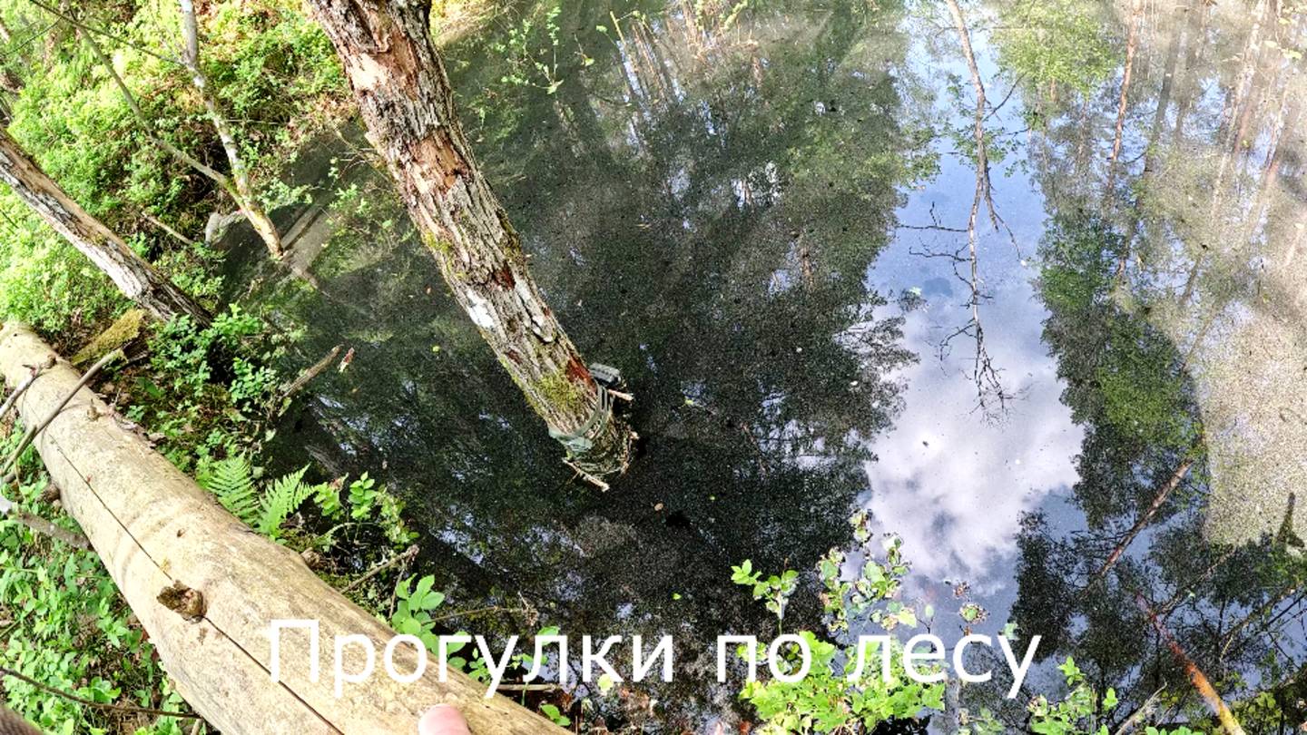 Прогулки по лесу. Одна из фотоловушек утонула.
