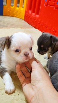 Чихуахуа из питомника.mp4