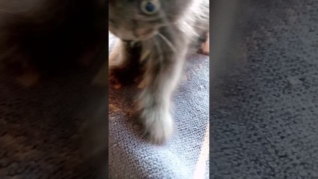 .мяу, я впервые вижу такую плохую камеру