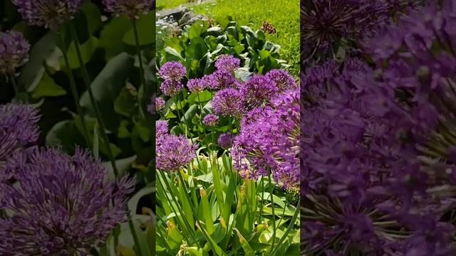 Луки и бабочки