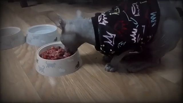 Лапой или мордой?!/With a paw or with a snout?!❤️#animals #cat #sphynx