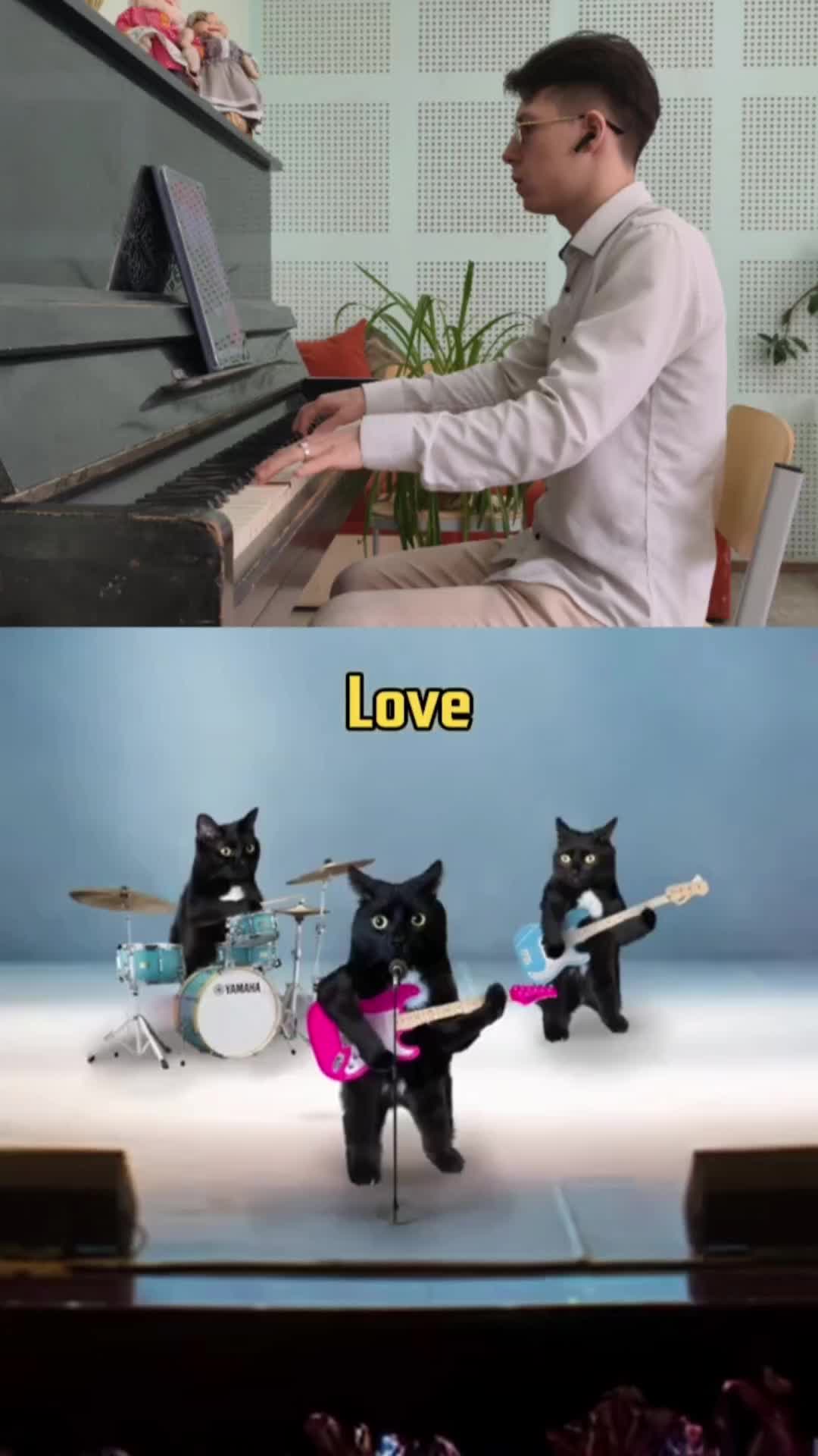 Оркестр кошек