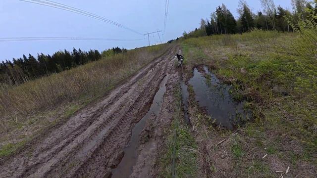 С хаски Диком на бобровой плотине 9.05.25