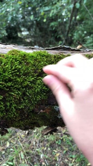 Touching Moss #asmrsounds #naturesounds #naturalasmr #relaxingsounds #natureasmr