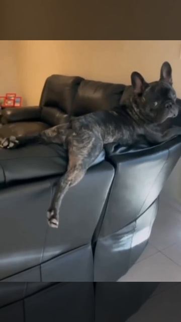 Красиво жить не запретишь 🐶❤️🤩